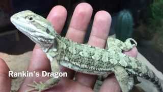 Rankins Dragon HD [upl. by Epner]