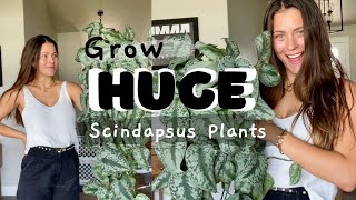 Scindapsus Houseplant Care Tips  How to keep Scindapsus plants alive [upl. by Uhile]