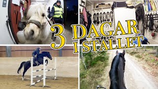 3 DAGARS STALLVLOGG [upl. by Algy]