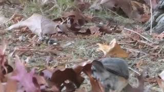 Foraging Titmouse [upl. by Jeno968]