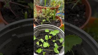 Kale Growing Nicely veggiegarden kale growingvegetables veggie naturalfood naturalfoods fyp [upl. by Nothgiel]