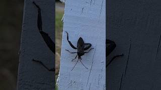 Spine Headed Bug  Acanthocephala terminalis  Haggis on nature bigbugs insects [upl. by Enicul]