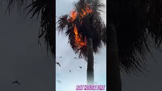 Bats living on palm trees are surprisingly numerous amazing shorts [upl. by Tuinenga]