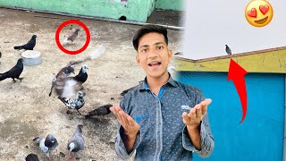 Lal Dobaz Kabootar Pakda 🤩 Pigeon Catch Video  Pigeon videos  kabutar ki video [upl. by Nylavad]