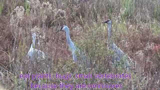 SANDHILL CRANE song [upl. by Elletnahs710]