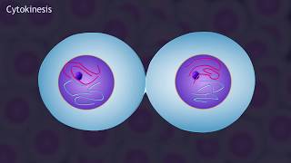 Mitosis and the Cell Cycle Animation [upl. by Tiena]