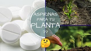 CON UNA SOLA ASPIRINA TUS PLANTAS CRECERAN  VERDAD O MITO  QUE CAUSA LA ASPIRINA EN UNA PLANTA [upl. by Nnylirej]