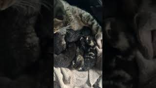 Five new kittens and Mummy gizmo are doing fantastic ￼ [upl. by Nyleek]