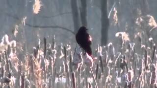 Red Wing Blackbird On CatTail [upl. by Calley928]