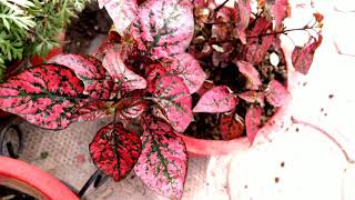 Polka dot plant Hypoestes phyllostachya care [upl. by Dyson]