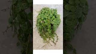 Suculenta colar de tartarugas peperomia prostrata shortvideo [upl. by Teplica]