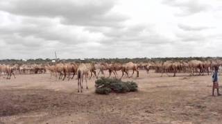 Somali Region Ethiopia 2 [upl. by Foah]