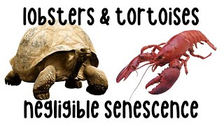 Lobsters amp Tortoises Compared Negligible Senescence [upl. by Wolram]