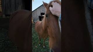 Feeding Marley and the Horses [upl. by Hazard918]