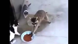 Gangsta Raccoon Steals Cat Food [upl. by Batholomew]