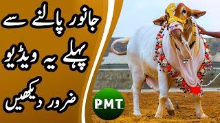 What is the Secret of Heavy Cattle Health DEWORMING Benifits  بھاری جانوروں کی صحت کا راز کیا ہے؟ [upl. by Ettelocin]