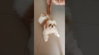 Shih tzu puppies barking  Dog Barking [upl. by Thirzi]