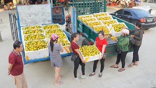 Buy Many Tangerines From My FarmĐao and Use Trucks To Transport And Sell To People [upl. by Consolata573]