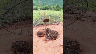 Amazing Bird Trap  DIY Quail Trap shorts [upl. by Bergstrom]