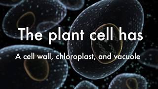 The Cell Song  Organelles amp Function JB  Love Yourself Cover [upl. by Leihcar]