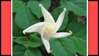 Moon Flowers Ko Seeds Se Kaise Grow Karen  Start to End [upl. by Ahkeber]