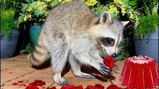 What happens when you give a raccoon JellO [upl. by Delfine]