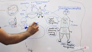 Protein Sorting Part I  Secretory Pathway [upl. by Namwob]