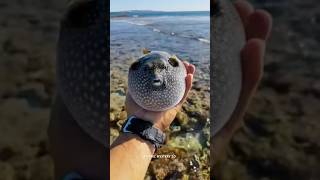 Puffer fish sciencefacts facts shorts [upl. by Tada]