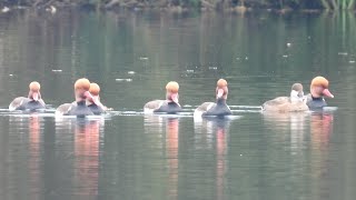 Redcrested Pochard at Dinton Pastures 4th Nov 2024 [upl. by Campagna]