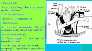 03Thorax anatomy thoracic inletampthoracic cage الدكتور احمد كمال [upl. by Bourke]