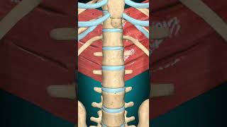 Serratus inferior superior muscle action Ribs Depression Expirationmuscle anatomy [upl. by Carilyn241]