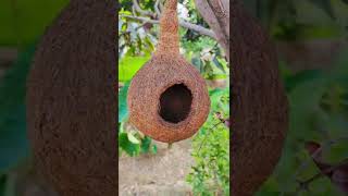 New kind of Bird Nest found Natural or manmade nest birds [upl. by Allecnirp]