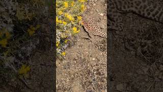 Longnosed Leopard Lizard  2024 Year List [upl. by Akenet596]