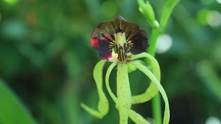 ALL ABOUT THE COCHLEATA ORCHID [upl. by Refiffej859]