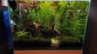 New Threadfin Rainbowfish Added to 20 Gallon Aquascape [upl. by Amy560]