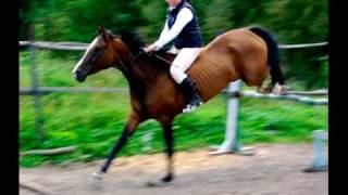 Akhal Teke jumping and riding without saddle or bridle [upl. by Thorrlow]