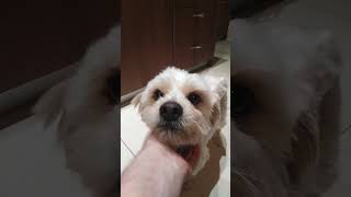 Cutest dog in the world LIKEampSUBSCRIBE dog viral video serotoninboost [upl. by Yenduhc155]