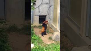 Amazing facts about the red panda [upl. by Oriane]