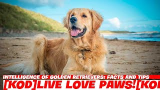 Intelligence of Golden Retrievers Facts and Tips [upl. by Alysoun763]