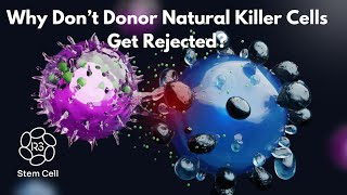 Why Dont Donor Natural Killer Cells Get Rejected 1844 4NKCELL [upl. by Laughry]