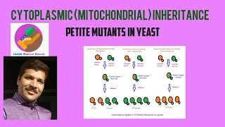 Cytoplasmic Inheritance or Mitochondrial Inheritance Petite Mutants in Yeast [upl. by Melly923]