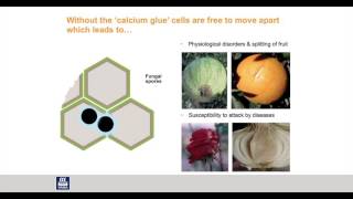 YaraLiva® Calcium Nitrate Fertilization of Citrus [upl. by Enelak]