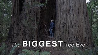 Stout Memorial Grove Trail amp Tall Tree Grove Loop Trail  REDWOODS National Park [upl. by Aniehs]