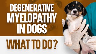 Degenerative Myelopathy in Dogs What To Do [upl. by Oreste]