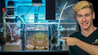 How to set up the ULTIMATE Refugium  Tips amp Tricks [upl. by Nnaeinahpets437]