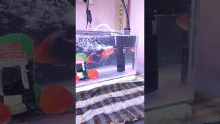 Click here 👆 Small beautiful fish tank🤯😱💥 aquariumworldtelugu aquarius [upl. by Alyson]