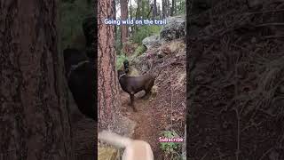 Wild Labradors dogs arizonahiking adventure fyp shorts newtoyoutube [upl. by Acacia364]