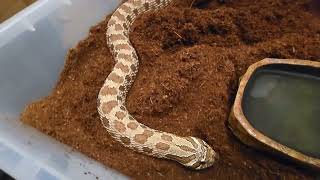 2025 HOGNOSE BREEDING PLANS  COOL PROJECTS FOR THE FUTURE [upl. by Eimmac]