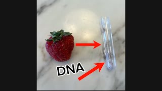 Extracting DNA from a strawberry [upl. by Perl]