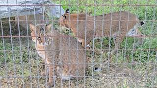 Walking Tour at Turpentine Creek Wildlife Refuge  Eureka Springs Arkansas [upl. by Abe]